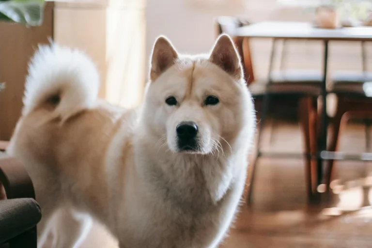 Home Manners Coaching for Puppies Arizona Families Trust